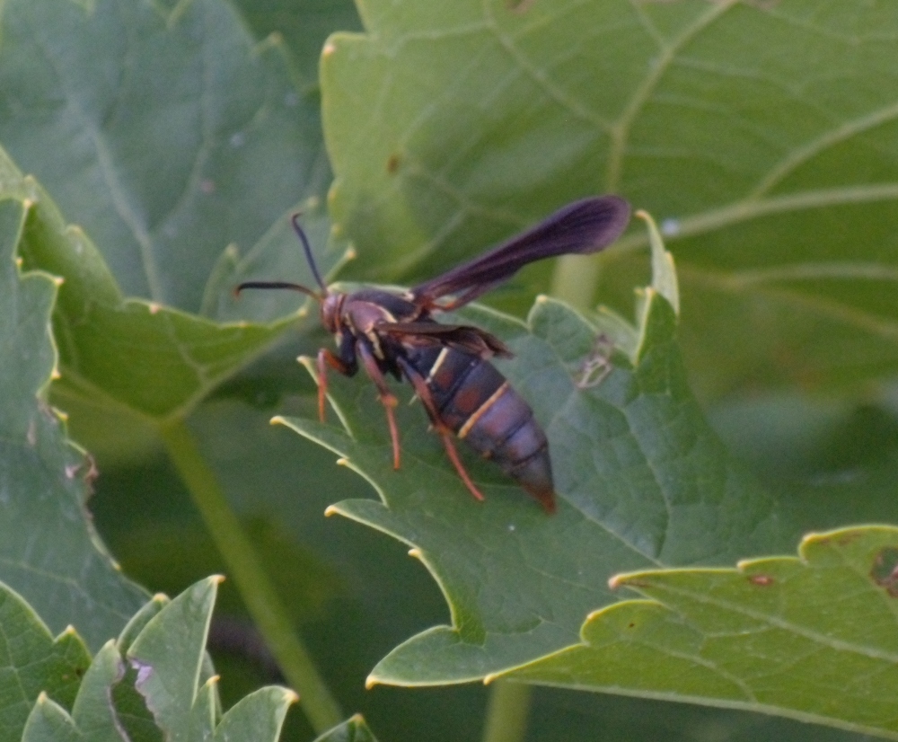 Female Grape Root Borer