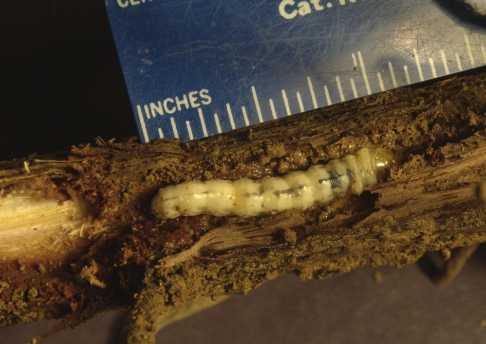 Larva with scale