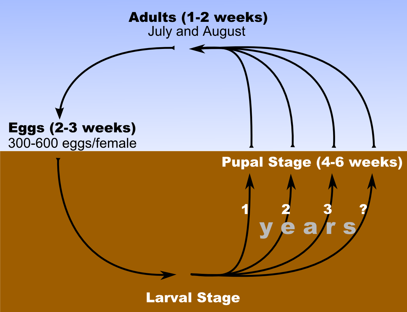 GRB Life Cycle in Northern US