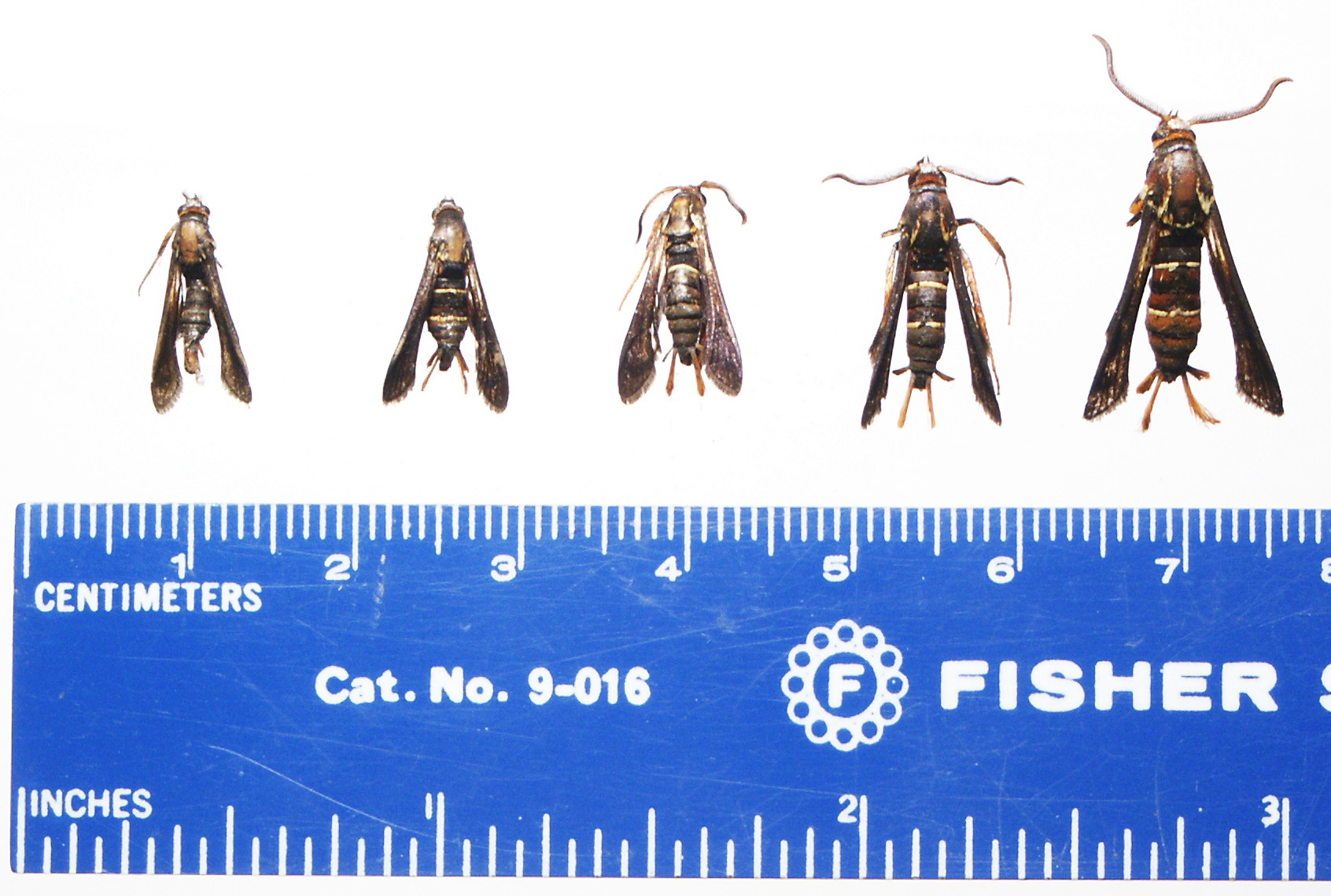 GRB male size variation