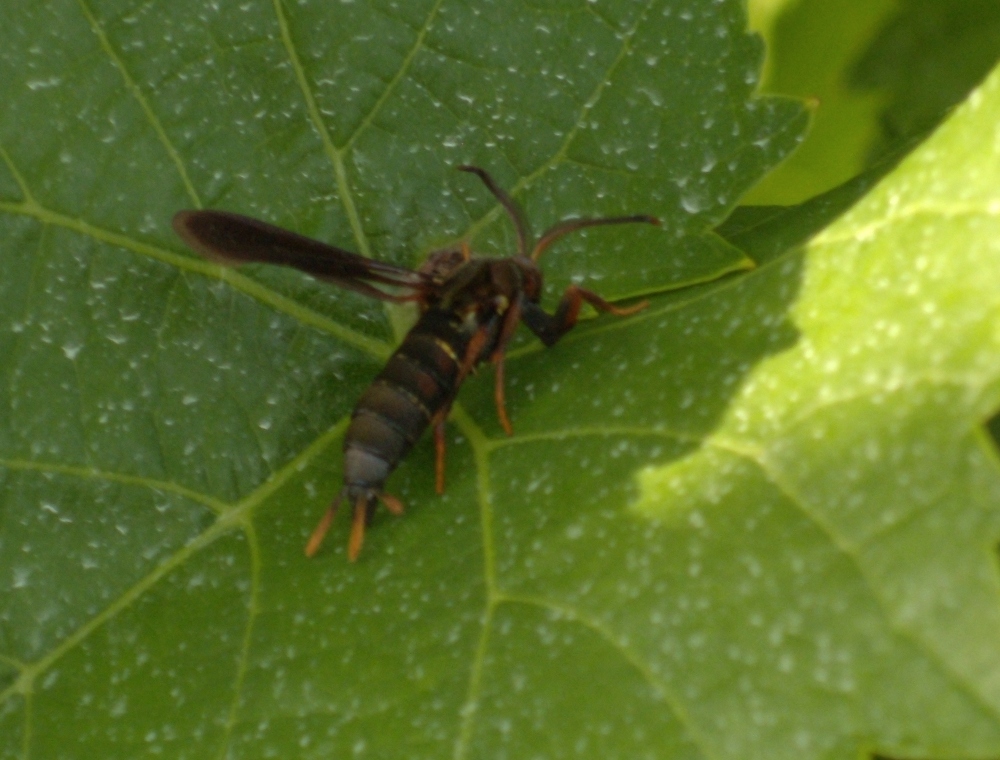 Male Grape Root Borer