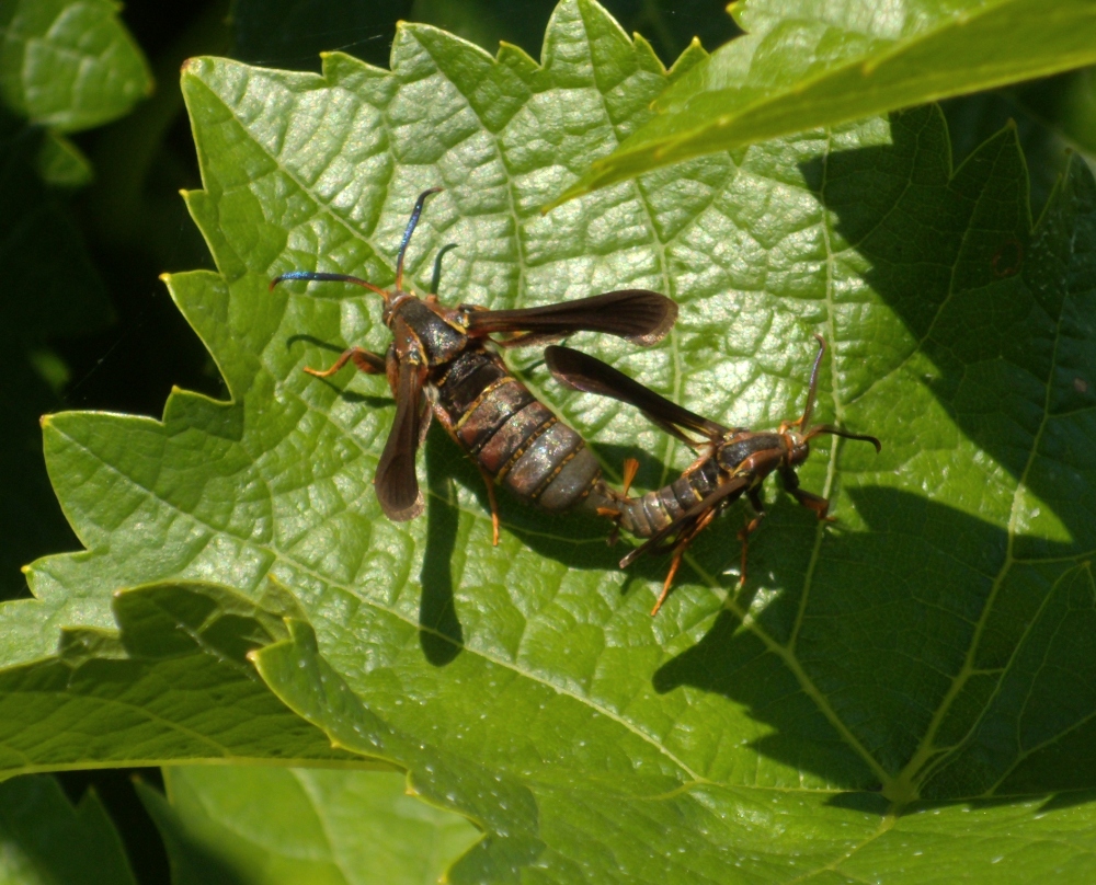 Mating pair in 2014