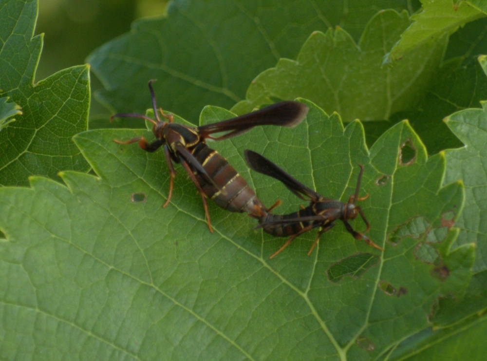 Mating pair: female on left, male on right