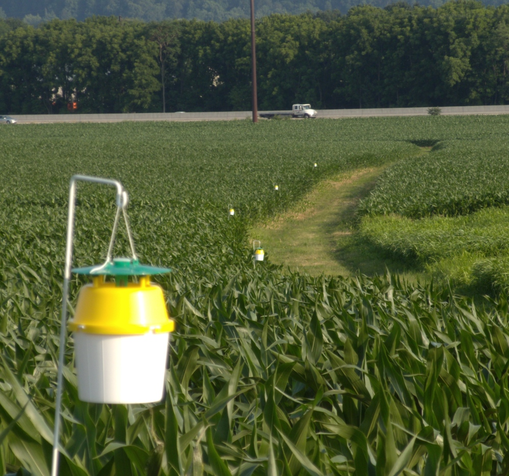GRB traps placed in cornfield south of the vineyard
